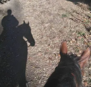 zajęcia hipoterapii