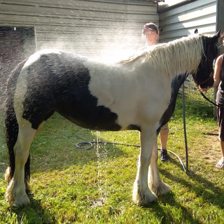 zajęcia hipoterapii