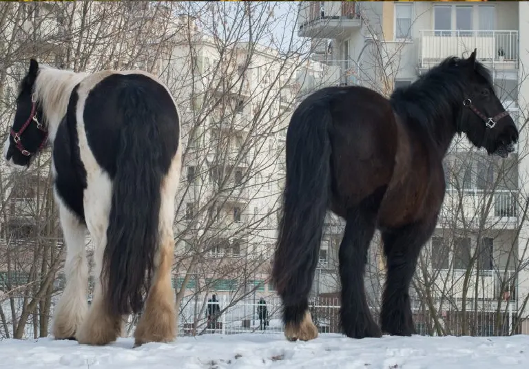 zajęcia hipoterapii