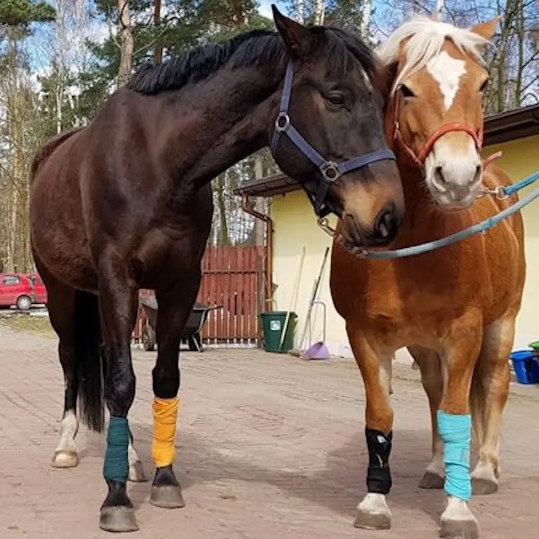 zajęcia hipoterapii